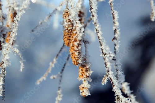Lonely leaves covered with hoarfrost. Winter. Winter background. © Пальцына Ирина