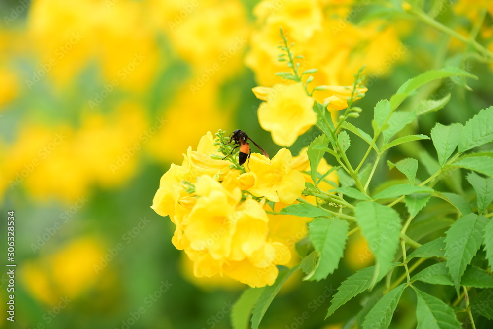 Colorful flowers in the garden.flower blooming.Beautiful flowers in the garden. Colorful flowers in the garden.flower blooming.Beautiful flowers in the garden.