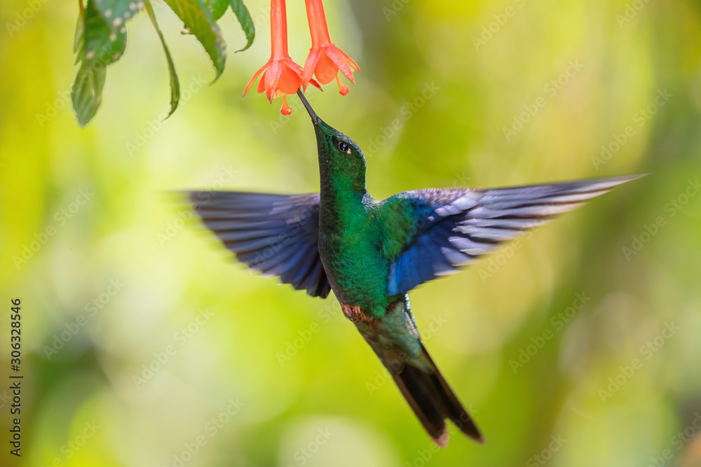 Obraz premium Great Sapphirewing - Pterophanes cyanopterus, beautiful large hummingbird with blue wings from Andean slopes of South America, Yanacocha, Ecuador.