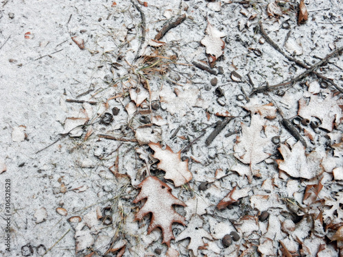 autumn brown leaves powdered with the first snow