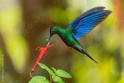 Great Sapphirewing - Pterophanes cyanopterus, beautiful large hummingbird with blue wings from Andean slopes of South America, Yanacocha, Ecuador.