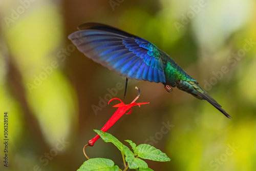 Great Sapphirewing - Pterophanes cyanopterus  beautiful large hummingbird with blue wings from Andean slopes of South America  Yanacocha  Ecuador.