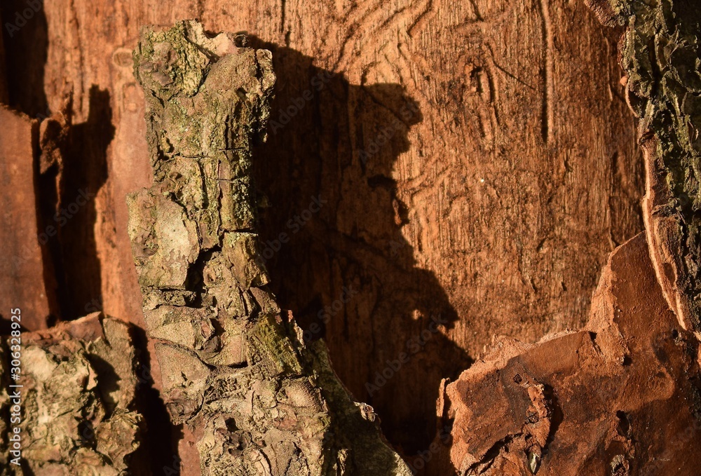 Fototapeta premium texture trunk of an old tree