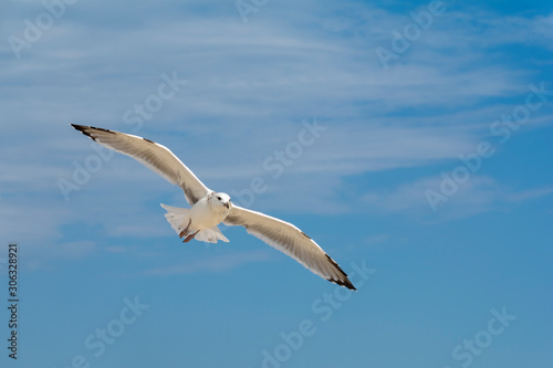 Seagull, flying over blue sky with clouds