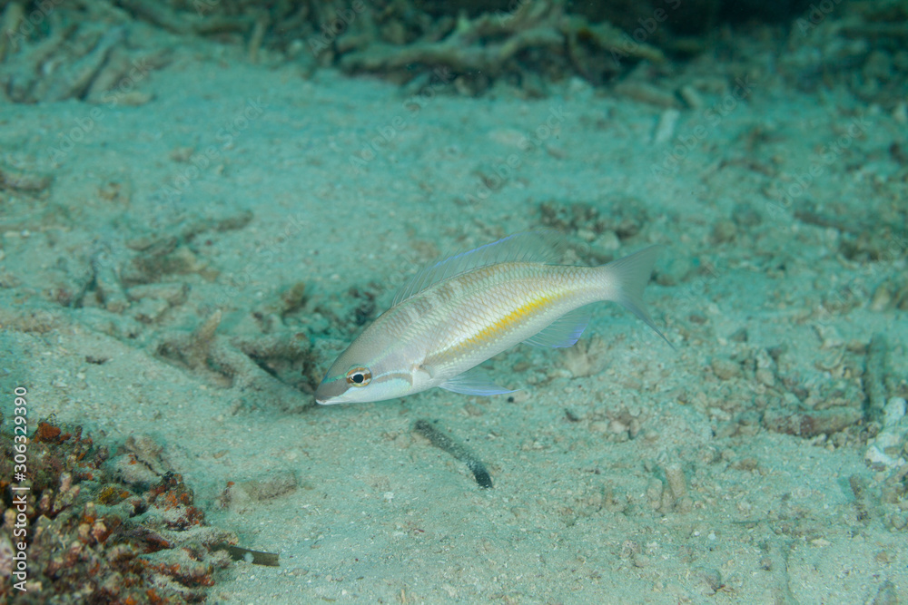 Obraz premium The surprising underwater world of the Indian and Pacifical Oceans