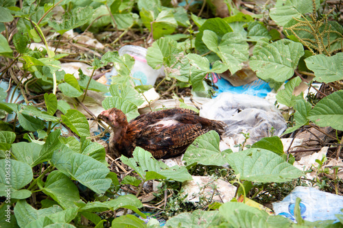 Small chicken sitting in plastic trash in Phnom Penh, Cambodia.
