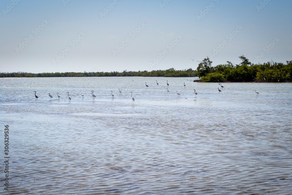 Parque Nacional Ciénaga de Zapata, Cuba: birds in the water of the national park, ideal for birdwatching
