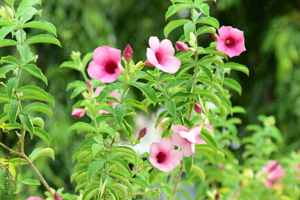 Obraz premium Colorful flowers in the garden.flower blooming.Beautiful flowers in the garden. 