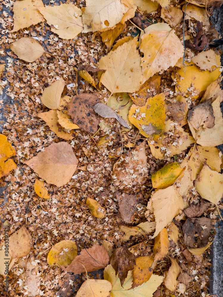 Autumn yellow and orange dry leaves of birch and trees on floor on an autumn warm day. Freshness, nature, naturalness background and wallpaper. Autumn yellow and orange dry leaves of birch and trees on floor on an autumn warm day. Freshness, nature, naturalness background and wallpaper.
