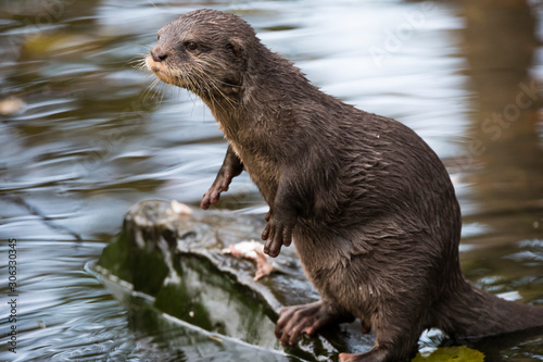 Close-up view of otter standing upright at riverside © Sander