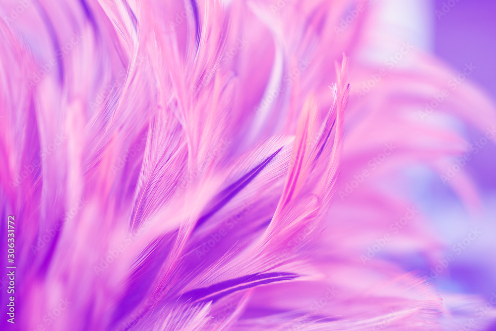 Beautiful pink chickens feather texture for background. Blur styls and soft color