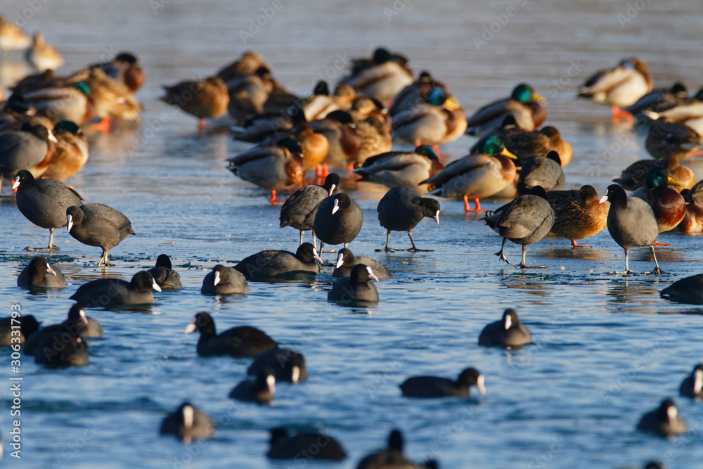 Fototapeta premium Mallard and the coot on the frozen Soderica lake, Croatia