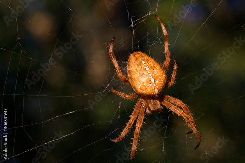 European garden spider on the web