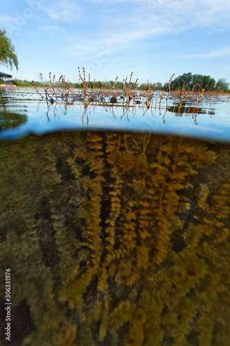 Fototapeta Naklejka Na Ścianę i Meble -  Half underwater view of the Myriophyllum spicatum water plant