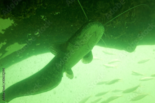 The wels catfish  Silurus glanis  also called sheatfish 