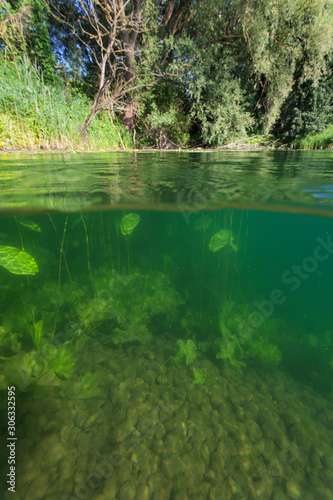 Underwater vegetation of the Soderica Lake  Croatia