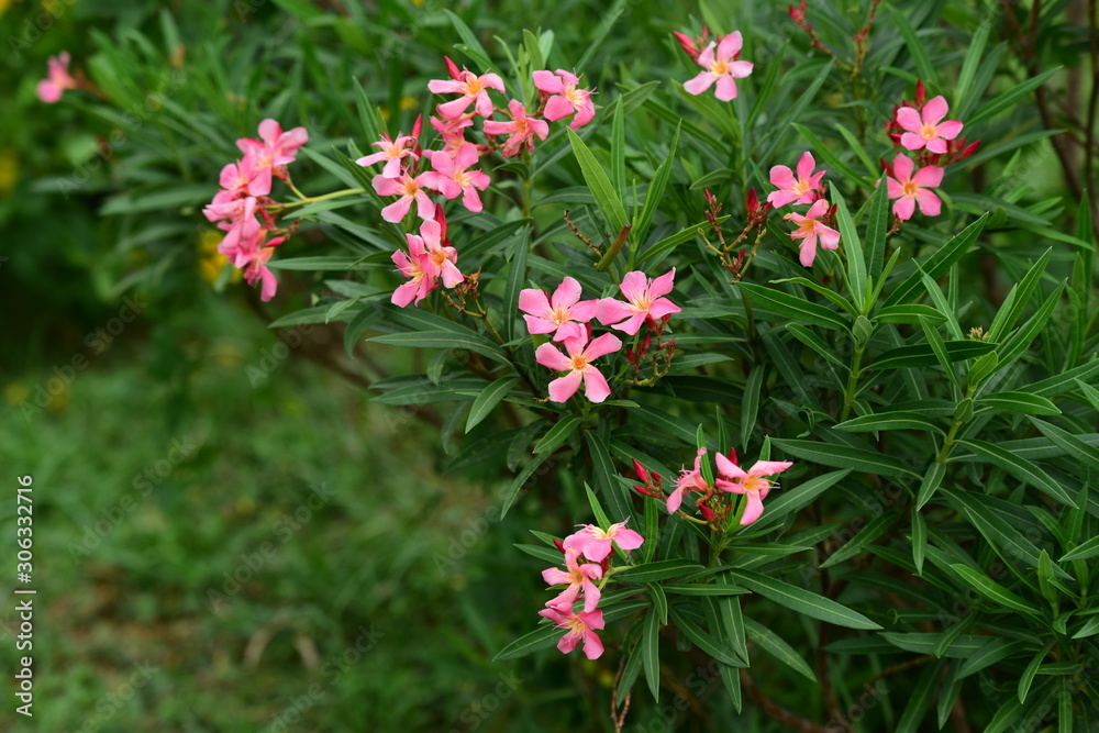 Colorful flowers in the garden.flower blooming.Beautiful flowers in the garden. Colorful flowers in the garden.flower blooming.Beautiful flowers in the garden.