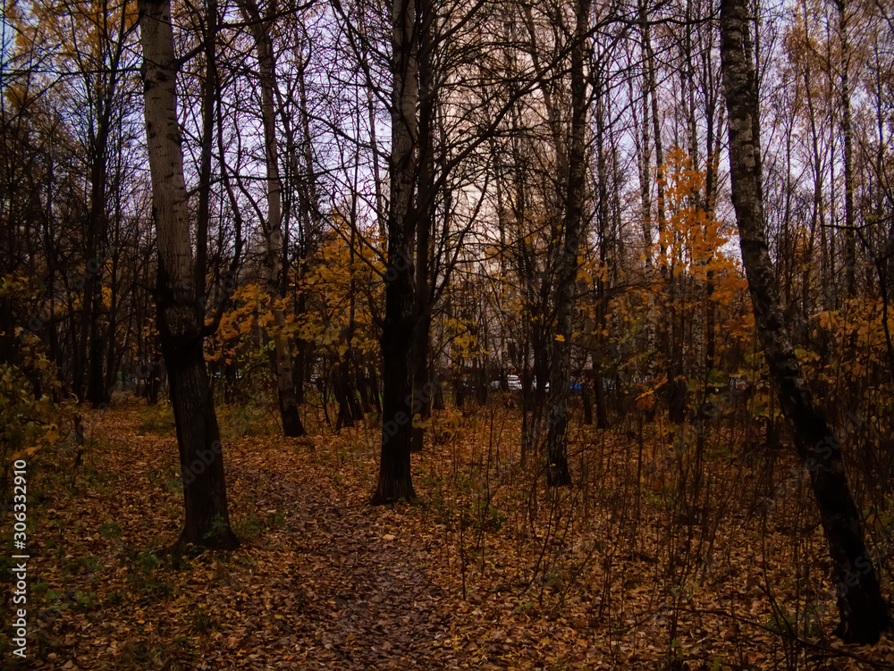 autumn forest on a cloudy day, the outskirts of Moscow.
