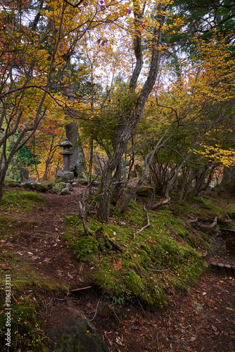 autumn colorful trees in nikko japan