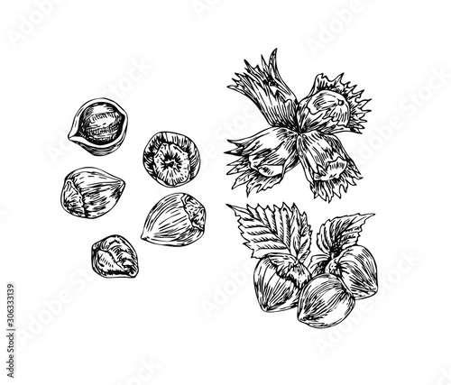 Hazelnut set in line art style.