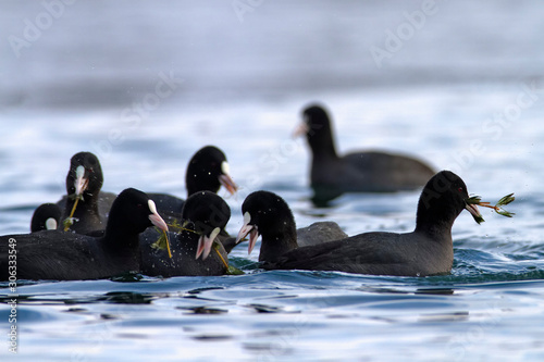 The Eurasian coot on a lake in winter, Soderica, Croatia photo