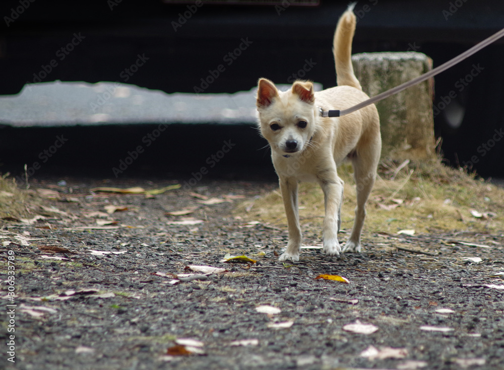 small dog on a leash small dog on a leash