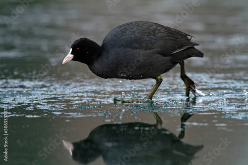 The Eurasian coot on a frozen lake, Soderica, Croatia photo