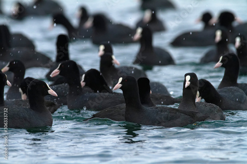 The Eurasian coot on a lake in winter, Soderica, Croatia photo