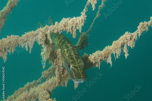 Underwater photo of the northern pike (Esox lucius) in Soderica Lake, Croatia © Goran