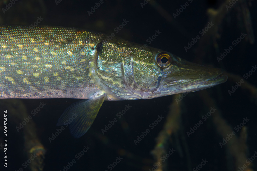 Fototapeta premium Underwater photo of the northern pike (Esox lucius) in Soderica Lake, Croatia