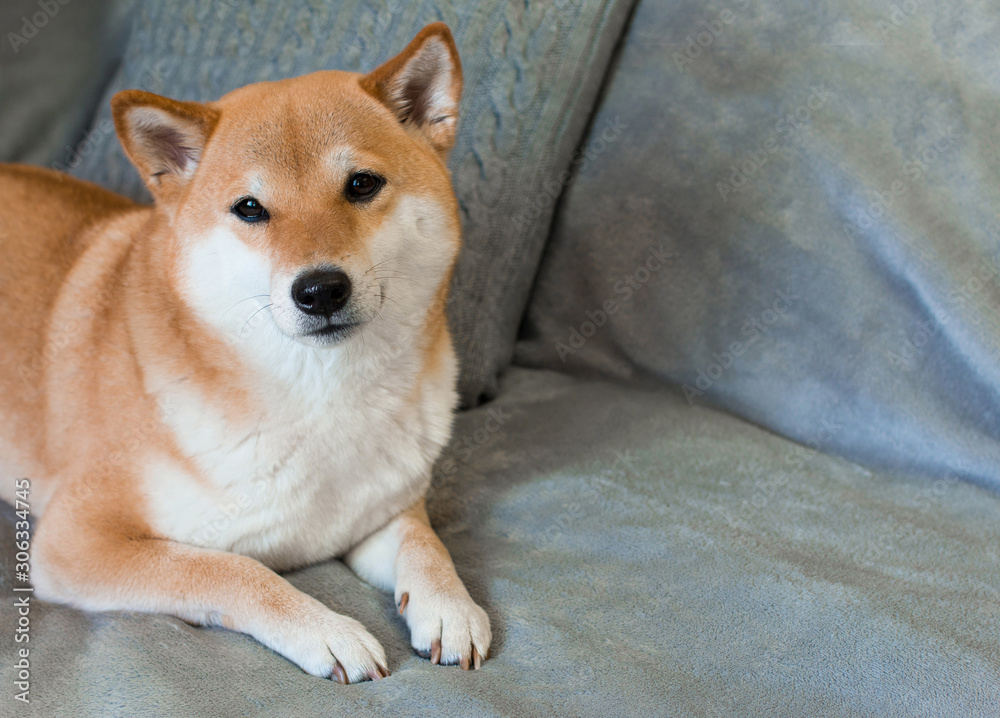 Red dog breed Shiba inu is lying on the grey sofa at home