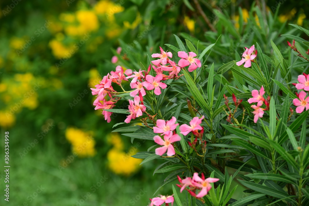 Colorful flowers in the garden.flower blooming.Beautiful flowers in the garden. Colorful flowers in the garden.flower blooming.Beautiful flowers in the garden.