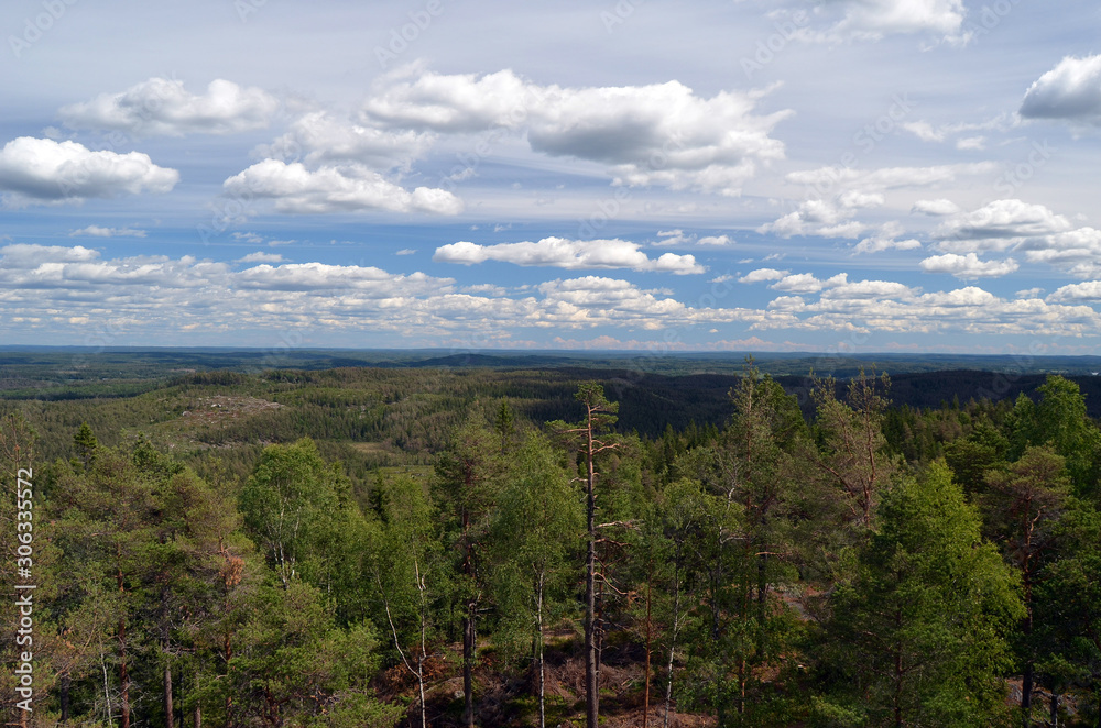 Obraz premium Aerial.Forest on a summer day in Central Norway. Sweden on the horizon