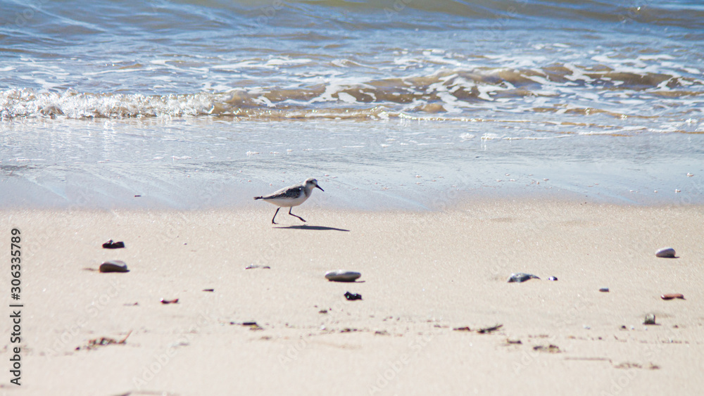 Seagull at beach