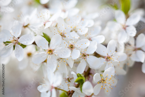 Fototapeta Naklejka Na Ścianę i Meble -  Cherry tree flowers.