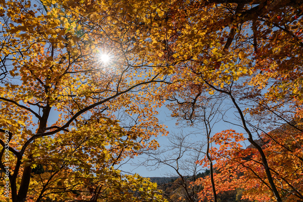 岩手県松川渓谷　紅葉と光芒の景色