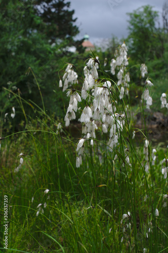 scheidigiges Wollgras Blüte