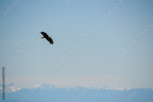 Bald eagle flying around Grouse Mountain at a wildlife sanctuary