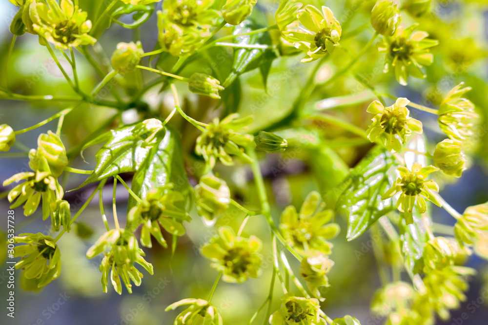 Flowers of the maple tree