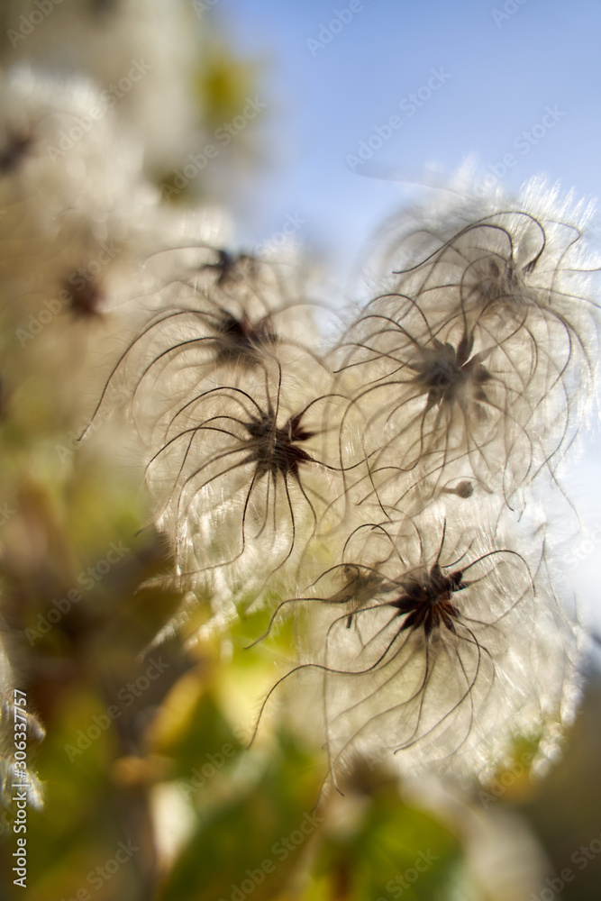 Fluffy buds on a bush Fluffy buds on a bush