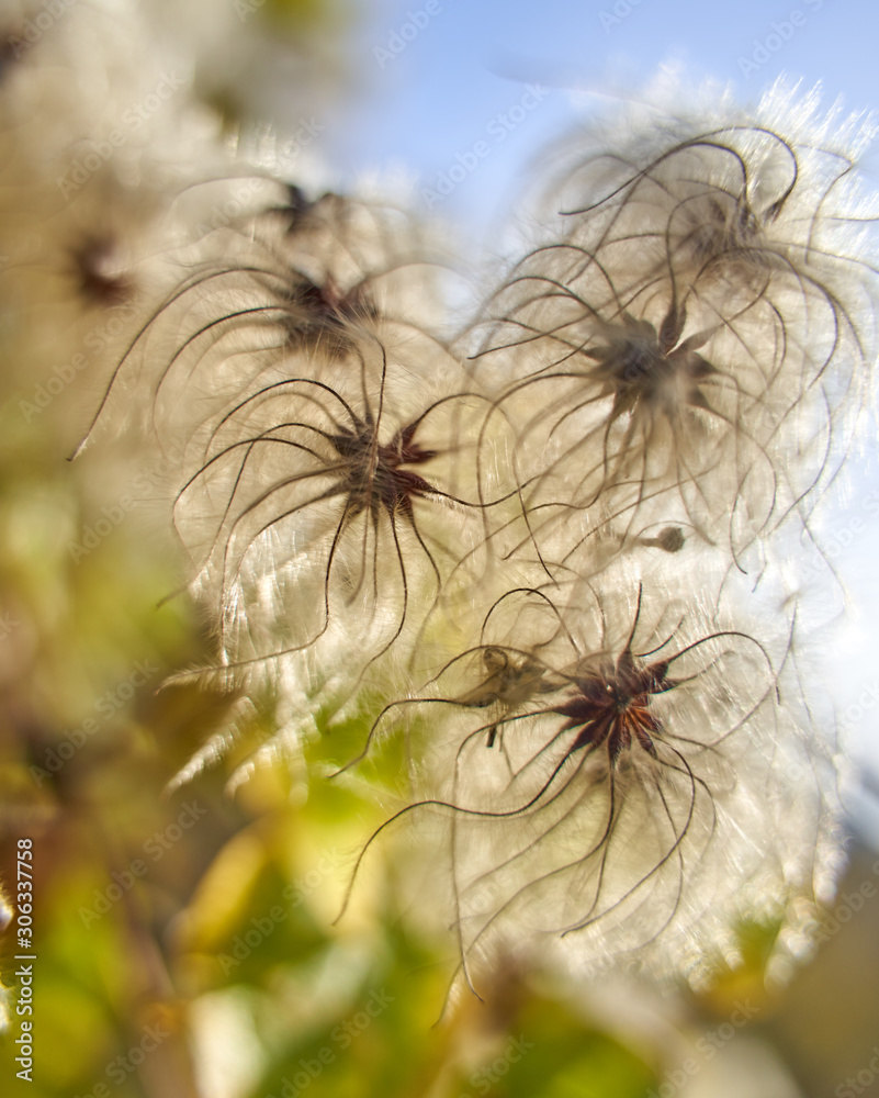 Fluffy buds on a bush Fluffy buds on a bush