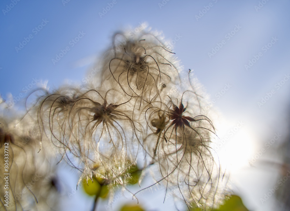 Fluffy buds on a bush Fluffy buds on a bush