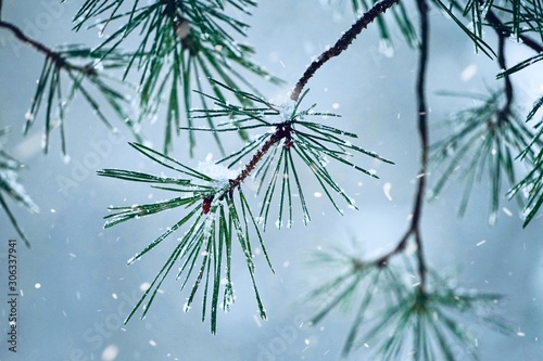 snow and ice on the plants in winter, white and cold days in winter season