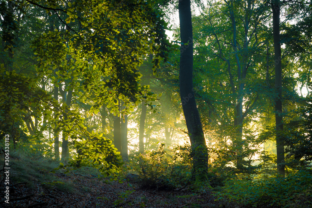 Obraz premium Die Sonne scheint in den Wald durch Nebel - Herbst im Buchenwald
