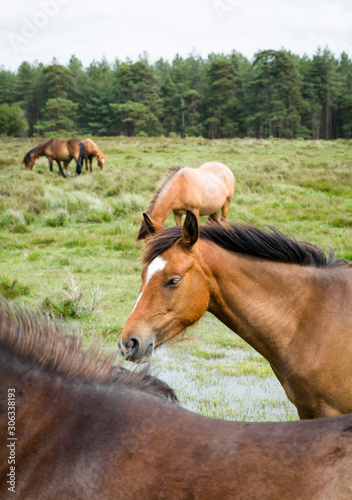 New Forest ponies herd