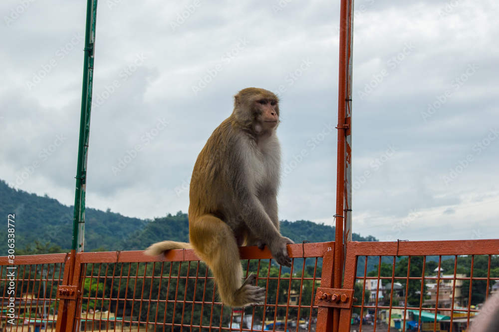 Monkey seated on a pedestrian bridge in Rishikesh, India Stock Photo | Adobe Stock Monkey seated on a pedestrian bridge in Rishikesh, India Stock Photo | Adobe Stock