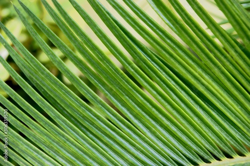 the petal of the tree is very large  green.