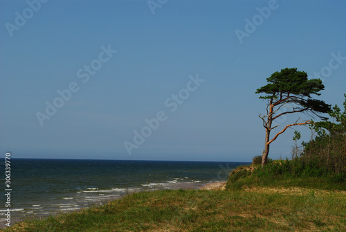 tree on the beach