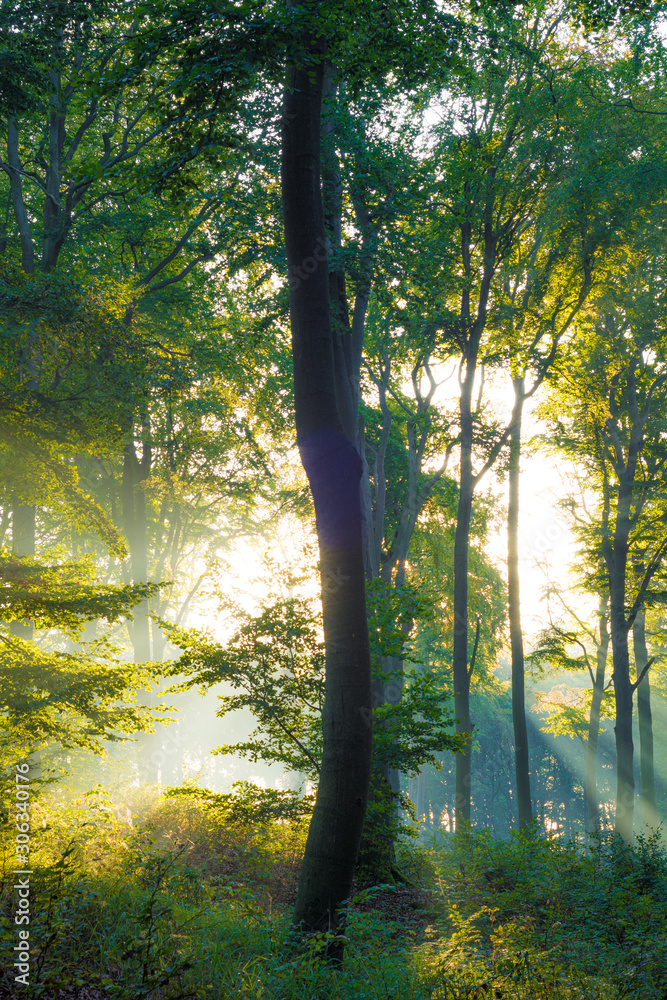 Sonnenstrahlen mit Nebel im Wald Sonnenstrahlen mit Nebel im Wald
