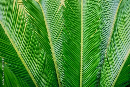 Palm. Petals of green large sizes approximately.